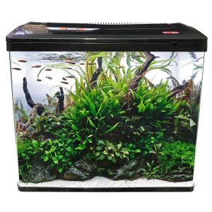 Acvariu echipat cu filtru si lumina. Acvariu 54 litri, un acvariu sticla cu iluminat LED si filtrare. Un model de acvariu led panoramic cu marginile curbate. Lateralele acvariului împreună cu geamul frontal sunt dintr-o singură bucată. Descopera Acvariu echipat cu filtru si lumina Perfect Tank 480 Introducere Ai nevoie de un acvariu care sa imbine functionalitatea cu estetica? Acest acvariu echipat cu filtru si lumina este solutia ideala. Design si estetica Acest model de acvariu LED panoramic are marginile curbate, oferind o vizibilitate excelenta. Designul elegant, in culoare negru, se potriveste in orice decor. Sistemul de filtrare Filtrul on top de 7W asigura o filtrare eficienta a apei cu un debit de 450 l/ora. Este perfect pentru mentinerea unui mediu sanatos si a unei ape curate pentru pesti si plante. Iluminat LED Iluminatul LED al acestui model de acvariu nu doar ca evidentiaza frumusetea acvariului, dar este si economic. Creeaza conditii optimale pentru viata acvatica cu un consum redus de energie. Versatilitate si amplasare Dimensiunile compacte permit amplasarea acvariului aproape oriunde. Acvariu LED ideal pentru apartamente, birouri sau orice spatiu restrans. Recomandari pentru pesti si plante Acest acvariu 54 litri este potrivit pentru o mare varietate de pesti si plante acvatice. Alege specii care se adapteaza bine la conditiile oferite. Intretinere si curatare Intretinerea regulata este simpla si nu necesita mult timp. Un acvariu curat inseamna pesti sanatosi si un mediu acvatic vibrant. Beneficiile acestui acvariu echipat Alegand acest acvariu echipat beneficiezi de un sistem complet pentru inceperea aventurii tale in universul acvariilor. Este o investitie inteligenta pentru orice iubitor de acvaristica. Intrebari Frecvente (FAQ) Cum schimb apa in acvariu? Schimba partial apa o data pe saptamana pentru a mentine un mediu sanatos. Ce pesti sunt recomandati? Alege pesti de talie mica sau medie care convietuiesc bine impreuna. Cum intretin filtrul? Curata filtrul conform instructiunilor producatorului pentru performanta maxima. Este greu de instalat acvariul? Nu, instalarea este simpla si poti incepe sa adaugi apa si vietuitoare imediat dupa setare si ciclarea acvariului. Cat de des trebuie sa inlocuiesc iluminatul LED? LED-urile au o durata lunga de viata. Functioneaza multi ani de zile fara a trebui sa fie inlocuite. Concluzie Acvariul de 54 litri echipat cu filtru si lumina este o alegere excelenta pentru oricine doreste sa inceapa sau sa isi extinda pasiunea pentru acvaristica. Combinatia de design, functionalitate si usurinta de intretinere face din acest acvariu o optiune de top pentru iubitorii de pesti si plante acvatice. Acvariu led dotat cu un sistem de iluminare 12 X LED ce este unul din cele mai luminoase întâlnite la acvariile de aceste dimensiuni și care conține 6 leduri albe și 6 leduri albastre. Sistemul de iluminare al acvariului poate fi foarte ușor de înlocuit dacă se dorește acest lucru. Sistem de filtrare on top 7W cu un debit de filtrare de 450 l/oră. Datorită dimensiunilor reduse se poate amplasa aproape oriunde. Dimensiunile exterioare ale acvariului: 48cm (Lungime) x 27,5cm (latime) x 44cm (înălțime). Dimensiunile interioare ale acvariului: 46cm (Lungime) x 24cm (latime) x 37,5cm (înălțime). Grosime geam: 5 mm. Volum total al acvariului: 54,27 litri. Culoare: negru. Acvariul are capacitatea unui volum real de maximum 41,4 litri de apă.