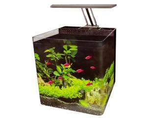 Nano Planted 34 litri acvariu Ocean Free