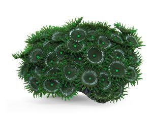 Vedere de ansamblu prezentand corali de acvariu Palythoa verde cu tentacule in relief. Acesti corali ofera un plus de naturalete printre decoratiuni acvariu, punand in valoare spatiul acvatic.