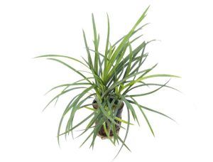 Plantă acvatică Ophiopogon japonicus