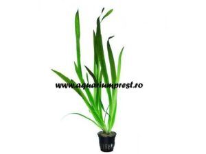 Planta acvatica Vallisneria americana