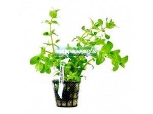 Plantă acvatică Bacopa caroliniana