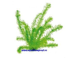 Planta acvatica Egeria densa