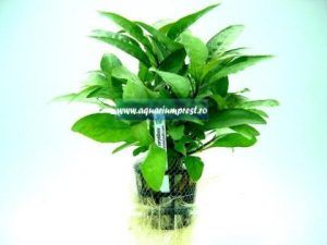 Planta acvatica Nomaphila stricta thai (Bunch)