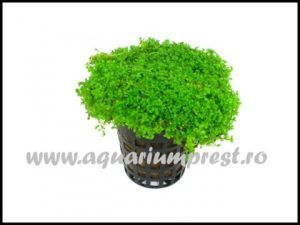 Planta acvatica Hemianthus cuba