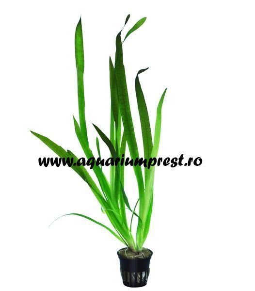 Ambalare Planta acvatica Vallisneria americana