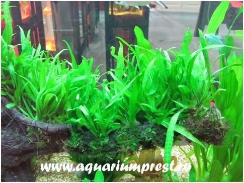 Planta acvatica Microsorium pteropus