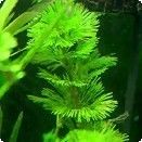 Planta acvatica Cabomba Caroliniana