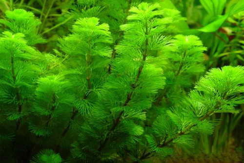 Planta acvatica Cabomba Caroliniana