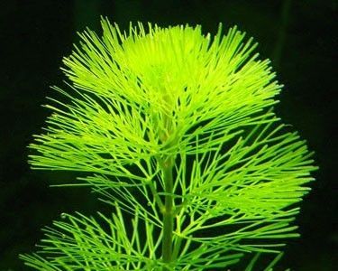 Planta acvatica Cabomba Caroliniana 2