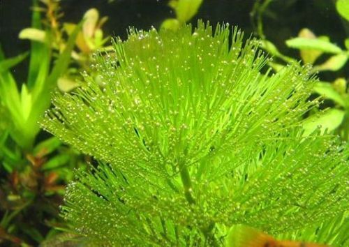 Planta acvatica Cabomba Caroliniana 3