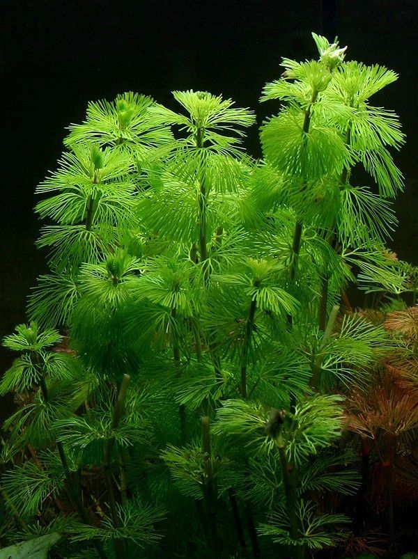 Planta acvatica Cabomba Caroliniana