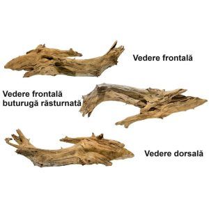 Decor acvariu lemn Drift Wood natural ce aduce acvariului un mare beneficiu estetic si va schimba radical aspectul acvariului. Cu atat mai mult există și alte beneficii semnificative: lemnul de acvariu poate oferi speciilor de pesti un loc unde să traiasca și să se ascunda. Acesta poate servi drept loc de reproducere pentru speciile de de pesti ce depun icre. Lemn natural de esenta tare destinat ornarii acvariilor de apa dulce. Se poate folosi si in terarii sau acvaterarii. Dimensiuni: Lungime: 80 cm. Grosime: 20 cm. Inaltime: 23 cm. Greutate: 5,13 KG. Descopera decorul de acvariu din lemn natural de la AquariumPrest, perfect pentru a adauga un strop de naturalete acvariului tau. Comandand acest produs, primesti exact ceea ce vezi in imagine, fara surprize. Lemnul Drift Wood este alegerea ideala pentru cei care cauta un decor natural si usor de instalat. Datorita densitatii sale mari acesta se scufunda natural fara a necesita greutati suplimentare sau pregatire speciala. Un simplu spalat cu apa este suficient inainte de a-l introduce in acvariu. Cu lemnul Drift Wood poti realiza decoruri unice interesante si atractive cu un efort minim. Acesta orneaza spatiul acvariului intr-un mod foarte natural aducand un plus de estetica mediului acvatic. Este posibil ca pentru o perioada lemnul sa dizolve tanin in apa conferindu-i o nuanta usor colorata. Aceasta caracteristica adauga un plus de autenticitate si naturalitate decorului acvariului tau. Lemnul Drift Wood nu este doar pentru acvarii. Acesta poate fi folosit si in terarii sau acvaterarii, demonstrand polivalenta sa in crearea unor peisaje naturale, indiferent de mediu. Alege lemnul Drift Wood pentru acvariul tau si bucura-te de un decor unicat, care imita perfect natura si adauga viata spatiului tau acvatic. Cu Aquarium Prest esti mereu sigur ca primesti ceea ce vezi, un produs de calitate, pregatit sa transforme acvariul tau intr-un ecosistem natural si relaxant.