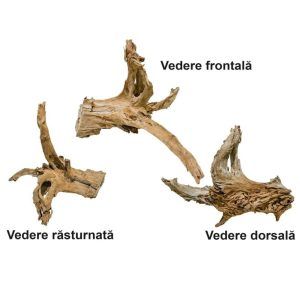 Lemn driftwood urias de la aquariumprest. Oferim bucati mari de drift wood XXL cu fotografie proprie. Lemn acvariu perfect pentru acvariile mari si foarte mari. Acest lemn driftwood de acvariu poate fi identificat prin culoarea maron – portocalie distinctă. Lemn natural drift wood de esenta tare destinat ornarii acvariilor de apa dulce. Se poate folosi si in terarii sau acvaterarii. Decor lemn pentru acvariu unicat. Comandand acest produs veti primi exact ceea ce este in imagine. Lemn acvariu care se scufunda datorita densitatii mari a acestuia. Nu necesita pregatire speciala, eventual se spala cu apa inainte de introducerea acestuia in acvariu. Este posibil ca pentru o perioada de timp sa dizolve tamin in apa capatand putina culoare. Lemn ce realizeaza decoruri unice interesante si atractive fara un efort deosebit. Orneaza spatiul in care este amplasat intr-un mod foarte natural. Dimensiuni: Lungime: 60 cm. Grosime: 50 cm. Inaltime: 49 cm. Greutate: 9 kg. Descopera colectia noastra unica de lemn driftwood urias disponibila exclusiv la AquariumPrest. Special selectate, bucatile noastre XXL de driftwood vin insotite de fotografie proprie, garantand autenticitatea si dimensiunile impresionante ale fiecarei piese. Lemn pentru acvariu XXL: perfect pentru acvarii mari Pentru iubitorii de acvarii de dimensiuni mari si foarte mari, oferim lemn acvariu de esenta tare, ideal pentru a adauga un accent natural si robust decorului acvatic. Lemnul nostru driftwood este atent selectionat pentru a asigura cea mai buna calitate si durabilitate. Lemn natural Drift Wood: polivalenta si estetica Nu doar acvariile pot beneficia de frumusetea si unicitatea lemnului driftwood. Acest material polivalent se potriveste de minune si in terarii sau acvaterarii, creand un decor natural si relaxant. Utilizarea lemnului drift wood in astfel de spatii adauga o nota de eleganta si autenticitate, transformand orice mediu intr-unul captivant. Decoruri unice si atractive cu lemn natural pentru acvariu driftwood Cu lemn de acvariu driftwood de la Aquarium Prest, oricine poate realiza decoruri unice, interesante si atractive fara a depune un efort deosebit. Acesta orneaza spatiul in care este amplasat intr-un mod foarte natural, adaugand o nota de originalitate si frumusete. Alege calitatea si frumusetea naturala Opteaza pentru lemn driftwood urias de la Aquarium Prest si transforma-ti acvariul sau terariul intr-un peisaj natural impresionant. Fiecare bucata de lemn este unica, adaugand caracter si stil spatiului tau. Descopera acum selectia noastra de lemn pentru acvariu driftwood XXL si adu un strop de natura in casa ta.