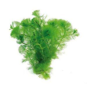 Planta acvatica Cabomba Caroliniana