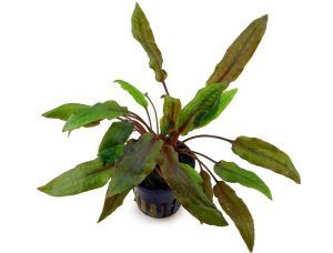 Planta acvatica Cryptocoryne wendtii