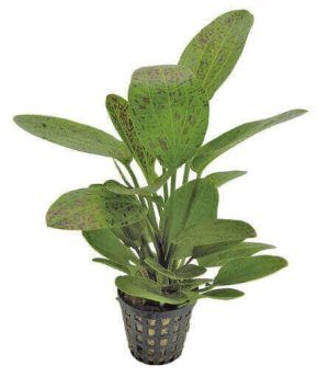 Planta acvatica Echinodorus Ozelot