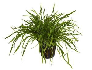 Planta acvatica Lilaeopsis brasiliensis