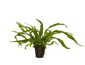 Planta acvatica Microsorium pteropus