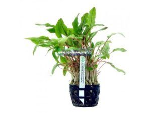 Planta acvatica Cryptocoryne beckettii