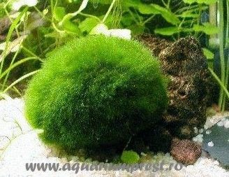 Planta acvatica Cladophora aegagrophila