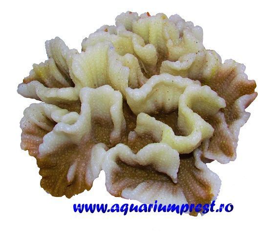 Ocean Free Decor Reef Siliconic Y40