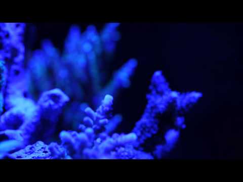 Neon acvariu Aqua Zonic Super Actinic Blue T5 24W