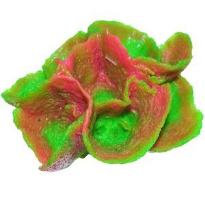 Coral acvariu verde cu rosu Flower Coral ofera un contrast vizual spectaculos in acvariul tau. Acesti corali sunt alegerea perfecta ca ornament acvariu, aducand culoare si dinamism in orice mediu subacvatic decorativ.