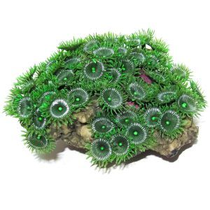 Corali pentru acvariu Goniopora verde, corali cu nuanțe intense de verde, perfecti pentru decor acvariu tropical.