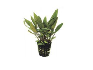 Plante acvariu Cryptocoryne undulatus kasselman
