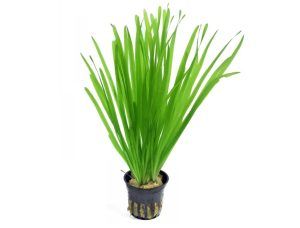 Planta acvatica Vallisneria sp.