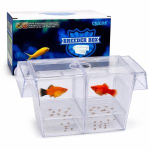 Maternitate pesti 20 x 10 x 10 cm cu separator, doua femele gestante si pui protejati sub gratare