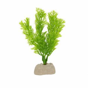 Planta plastic Stonewort 4 inci ( 13 cm )