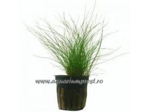 Planta acvatica Eleocharis acicularis