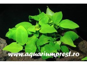 Planta acvatica Anubias barteri var. nana