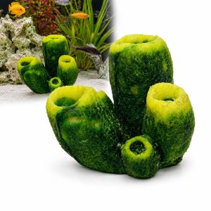Decor coral acvariu verde Aplysina fistularis prezentat in acvariu si pe fundal alb
