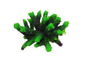 Decor coral verde pentru acvariu