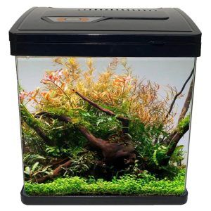 Acvariu mic 23 cm cu filtru si lumina LED. Mini acvariu pesti cu marginile frontale curbate. Acvariu pesti ieftin de super buna calitate, un acvariu mic echipat cu filtru si sistem de iluminat in dotare standard. Mini acvariu de sticla cu marginile frontale curbate astfel ca fata si cele doua laterale fac parte din aleeasi bucata. Sistem de filtrare on top 2,5W cu un debit de filtrare de 180 l/ora. Sistemul de iluminare 7 X LED este unul din cele mai luminoase intalnite la acvariile de aceste dimensiuni si are 4 leduri albe + 3 leduri albastre. Intrerupator ON/OFF prezent pe cablul de alimentare. Datorita dimensiunilor reduse se poate amplasa aproape oriunde. Dimensiunile exterioare ale acvariului: 23,5cm (Lungime) x 16cm (latime) x 26,5cm (înălțime) Dimensiunile interioare ale acvariului: 22cm (Lungime) x 15cm (latime) x 22,5cm (înălțime) Grosime geam: 4 mm. Volum total al acvariului: 9,9 litri. Culoare: negru lucios. Acvariul are capacitatea unui volum real de maximum 7 litri de apă. Pasiunea pentru acvaristica poate fi o aventura fascinanta si educativa. Un acvariu mic echipat corespunzator nu numai ca adauga un accent estetic incaperii, dar ofera si o fereastra spre lumea acvatica. Acest articol isi propune sa va ghidam prin tot ce trebuie sa stiti despre un mini acvariu de 23 cm cu filtru si lumina LED, ideal pentru cei ce doresc sa inceapa hobby-ul acvaristicii fara a investi in echipamente voluminoase si costisitoare. Specificatii tehnice Acvariul despre care discutam astazi este un model compact cu dimensiuni de 23 cm ce vine echipat cu un sistem de filtrare on top de 2,5W si un debit de filtrare de 180 l/ora, precum si un sistem de iluminare cu LED. Marginile frontale sunt curbate oferind o vizualizare panoramica iar culoarea negru lucios se potriveste perfect in orice decor. Avantajele unui mini acvariu Unul dintre cele mai mari avantaje ale acestui acvariu este usurinta de amplasare. Datorita dimensiunilor sale reduse, poate fi asezat aproape oriunde in casa, fie pe un birou, o etajera sau chiar pe noptiera. Designul modern cu marginile frontale curbate transforma acest mini acvariu intr-un punct de atractie elegant. De ce sa aleg acest acvariu mic La alegerea acestui model de acvariu mic este important sa tineti cont de echipamentele incluse cum ar fi sistemul de filtrare si iluminatul LED deoarece acestea sunt esentiale pentru mentinerea unui mediu sanatos pentru pesti. De asemenea designul acvariului va completa cu siguranta estetica spatiului in care va fi amplasat. Recomandari pentru pesti Cand vine vorba de popularea acvariului dvs. mic, este important sa alegeti tipuri de pesti care se adapteaza bine la spatii limitate. De asemenea, este esential sa nu supraaglomeram acvariul, pentru a asigura bunastarea locatarilor sai