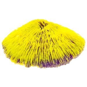 Coral acvariu Fungia Repanda galben adauga un accent vibrant in orice recif acvariu. Ideal pentru iubitorii de corali de acvariu, acest decor acvariu ofera un aspect natural si atragator, perfect pentru ambient acvatic spectaculos.