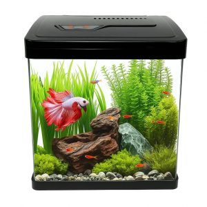 Mini acvariu 19 cm echipat cu lumina si filtru, ideal pentru acvariu incepatori. Acest Mini acvariu de sticla face parte din modelele de acvarii compacte, fiind perfect ca acvariu Betta sau acvariu pesti mici. Solutie practica si moderna pentru acvarii ieftine si decorative.