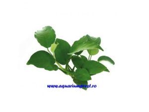 Planta acvatica Anubias barteri