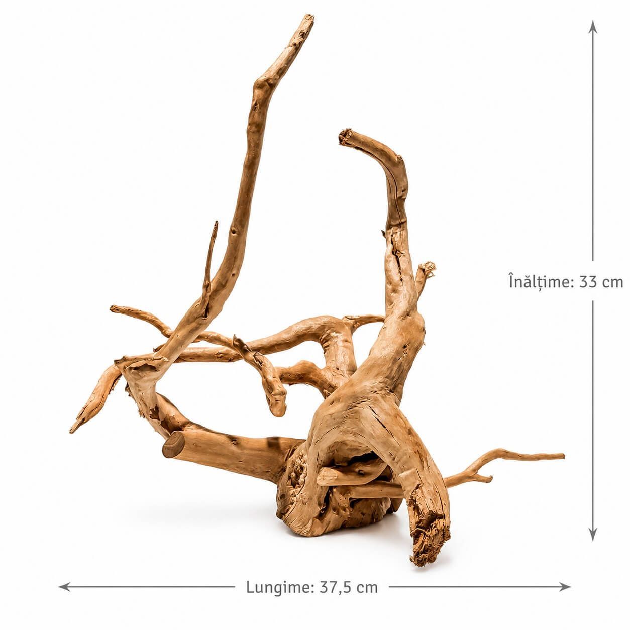 Radacina ornamentala acvariu LM15 3 Rădăcinile folosite ca decor acvariu oferă aceste ascunzișuri contribuind la reducerea stresului peștilor. Susținerea plantelor acvatice: O radacina acvariu poate servi ca suport pentru anumite tipuri de plante acvatice ajutând la crearea unui peisaj acvatic mai divers și mai natural.