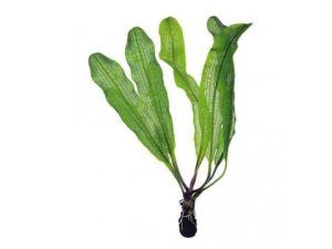 Plantă de acvariu Aponogeton madagascariensis