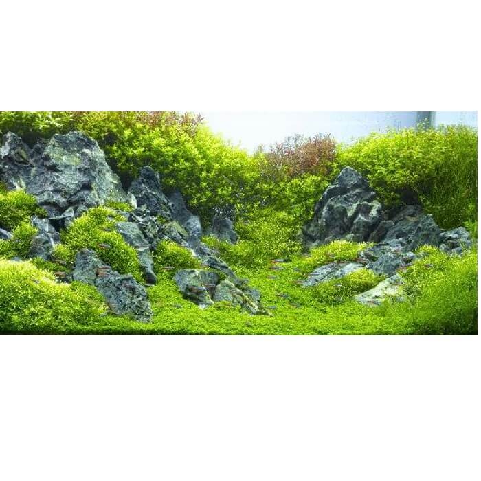 Fundal acvariu decor dublu subacvatic natural 100X100cm 2 Detaliu al unui Fundal acvariu decor ilustrand stanci si plante subacvatice. Cu acest fundal acvariu dublu, realizat din folie fundal acvariu, vei obtine un background acvariu realist si placut, care ofera pestilor o experienta naturala.
