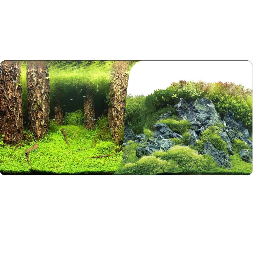 Fundal acvariu decor dublu subacvatic natural 100X100cm 5 Aspect general al unui acvariu echipat cu Fundal acvariu decor de 100x100cm, reprezentand o scena subacvatica bogata in vegetatie si detalii. Folia fundal acvariu faciliteaza un montaj simplu, iar acest background acvariu ofera un decor natural si atractiv.