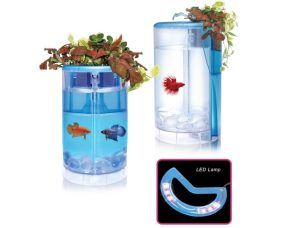 Acvariu Betta Flora Culoare neagră