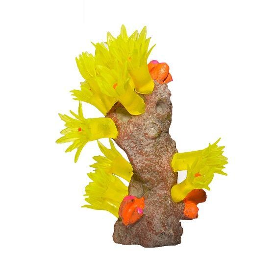 Coral acvariu Yellow Coral Tube Y130B 1 Coral acvariu Yellow Coral Tube Y130B