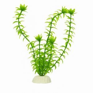 Plante de acvariu nepretentioase 30 cm Anacharis