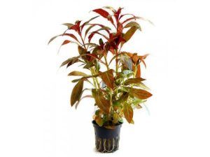 Planta naturala acvariu Ludwigia glandulosa