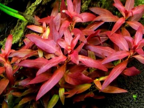 Planta Naturala Acvariu Ludwigia Glandulosa